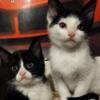 Beautiful Loving Tuxedo Kittens