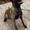 Two Belgian malinois female to rehome