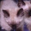 Seal Point Siamese Kittens