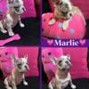 Beautiful French Bulldog Puppies For Sale!