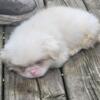 Albino Pekingese  a unique strain of Pekingese