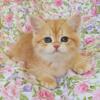 NEW!!!! Elite British kitten from Europe with excellent pedigree, female. Karamelka