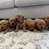 Akc golden retrievers