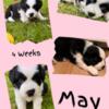 AKC Australian Shepherd Puppies