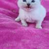 RagaMuffin kittens for adoption