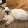 Pinkie - Female Seal Point Himalayan Kitten