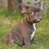 Xara French Bulldog female puppy for sale. $1,990