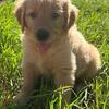 Purebred golden puppies