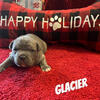 ABKC American Bullies- Blue