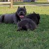 Micro bullies for sale