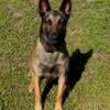 Belgian Malinois Available for Stud