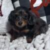 Miniature Dachshund Long Hair Blue & Dapple Female