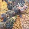 Indian Ringnecks