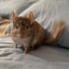 Male Chinchillas (father & son)