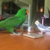 Here I got a beautiful male eclectus for sale