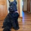 Giant Schnauzer puppies expected first of December