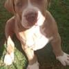 American Bully XL Puppies- for sale