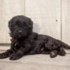 Nico - male cavapoo - 225