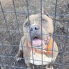 American bully male for rehome low price