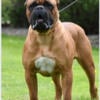 Akc/ICCF registered import line male for stud