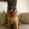 Male German shepherd