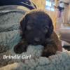 F1 Labradoodle puppies available.