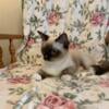 Affectionate adorable 5 month old ragdoll kittens