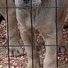 *FOR SALE- CANE CORSO PUPPIES*