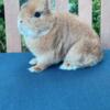 Purebred Netherland dwarf