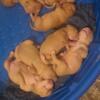 American Bully x American red nose pit puppies