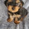 AKC Yorkie puppies looking for their new forever home