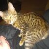 Free Beautiful T.I.C.A bengal