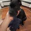 Cane Corso (Male, 4 Months)