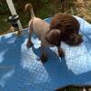 Chinese crested. Gorgeous chocolate male puppy