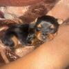 Tea cup yorkies 
