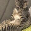 Sweet kitten needs a loving forever home (10 $)