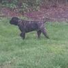 Cane Corso Stud (AKC/ICCF)