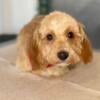 Apricot Male Toy Poodle