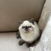 sealpoint female exotic shorthair