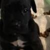 Cane Corso puppies For sale Available