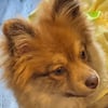 Looking for a AKC or ACA Pomeranian Stud