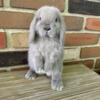 Blue Point Holland Lop Junior Doe