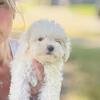 Teacup and tiny toy, poodle puppies, Houston, Texas