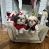 2 female fullbred Shih tzu puppies available ( toy size )