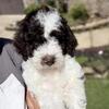 Ckc Labradoodle puppies