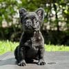 Female fluffy frenchie