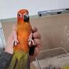 Sun conure red factor baby 