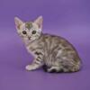 Blue Silver Rosetted Bengal Kittens TICA