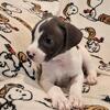 Beautiful American Pitbull Terrier!