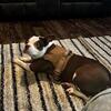 Boston terrier pit mix